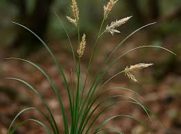 Attēlu rezultāti vaicājumam “Cyperaceae”