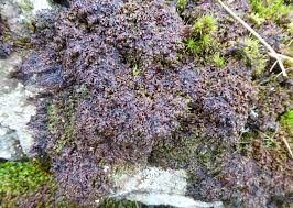 Attēlu rezultāti vaicājumam “Frullania tamarisci”