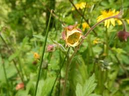 Attēlu rezultāti vaicājumam “Galium rivale flower”