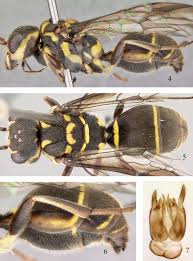 Attēlu rezultāti vaicājumam “Stemonitopsis hyperopta var. landewaldii young”