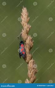 Attēlu rezultāti vaicājumam “Zygaena sp.”