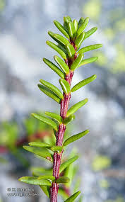 Attēlu rezultāti vaicājumam “Empetrum nigrum leaf”