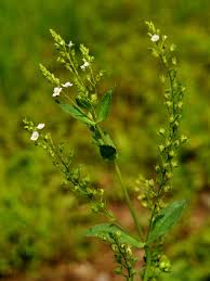 Attēlu rezultāti vaicājumam “Veronica anagallis-aquatica leaf”