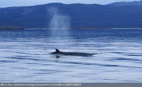 Image result for Balaenoptera bonaerensis