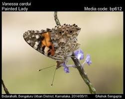 Attēlu rezultāti vaicājumam “Vanessa cardui underside”
