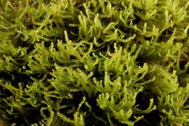 Attēlu rezultāti vaicājumam “Anastrophyllum minutum”