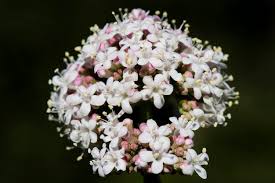 Attēlu rezultāti vaicājumam “Valerianaceae”
