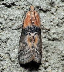 Attēlu rezultāti vaicājumam “Sciota adelphella”