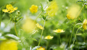 Image result for Potentilla erecta