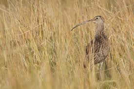 Attēlu rezultāti vaicājumam “Numenius arquata adult”