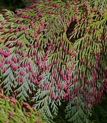 Attēlu rezultāti vaicājumam “Chamaecyparis lawsoniana”