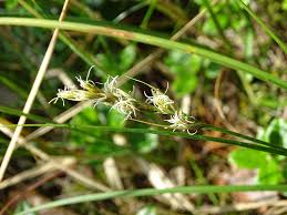 Attēlu rezultāti vaicājumam “Carex arenaria  flower”