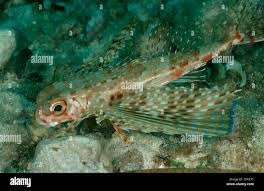 Image result for Dactylopterus volitans
