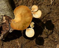 Attēlu rezultāti vaicājumam “Polyporus tubaeformis”