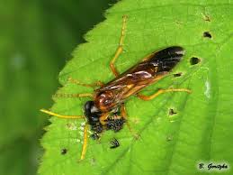 Attēlu rezultāti vaicājumam “Tenthredinidae”