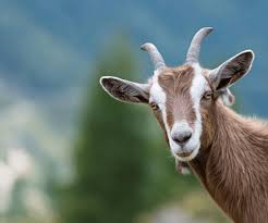 Attēlu rezultāti vaicājumam “Capra”