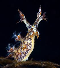 ผลการค้นหารูปภาพสำหรับ Bornella Anguilla