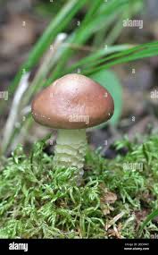 Attēlu rezultāti vaicājumam “Stropharia hornemannii”