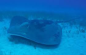 Image result for Bathytoshia centroura