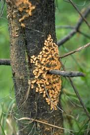 Attēlu rezultāti vaicājumam “Collaria rubens spores”