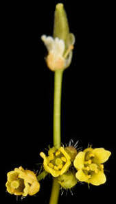 Attēlu rezultāti vaicājumam “Draba nemorosa fruit”