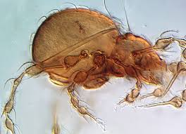 Attēlu rezultāti vaicājumam “Belbodamaeus sp.”