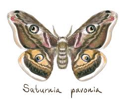 Attēlu rezultāti vaicājumam “Saturnia pavonia”