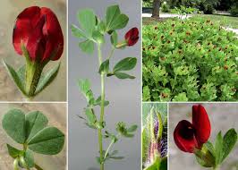 Image result for Lotus tetragonolobus