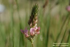 Attēlu rezultāti vaicājumam “Onobrychis arenaria bud”