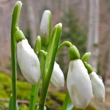 Attēlu rezultāti vaicājumam “Galanthus nivalis”