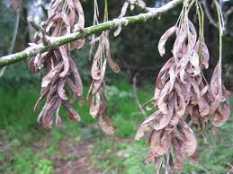 Attēlu rezultāti vaicājumam “Acer negundo fruit”