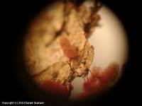 Attēlu rezultāti vaicājumam “Arcyria affinis spores”