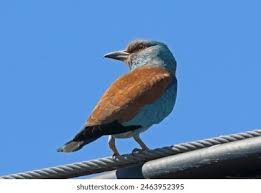 Attēlu rezultāti vaicājumam “Coracias garrulus adult”