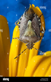 Attēlu rezultāti vaicājumam “Elasmucha grisea imago”