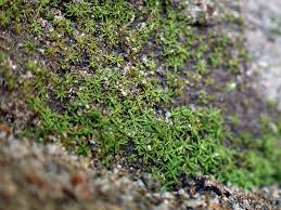 Attēlu rezultāti vaicājumam “Gymnostomum aeruginosum”