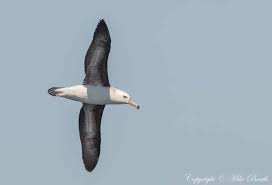 Image result for Thalassarche melanophris