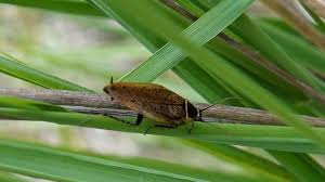 Attēlu rezultāti vaicājumam “Ectobius sylvestris male”