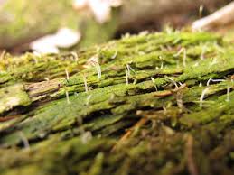 Attēlu rezultāti vaicājumam “Multiclavula mucida”