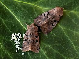 Attēlu rezultāti vaicājumam “Orthosia gothica”