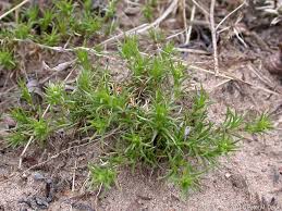 Attēlu rezultāti vaicājumam “Scleranthus perennis flower”