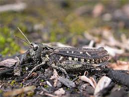 Attēlu rezultāti vaicājumam “Myrmeleotettix maculatus”