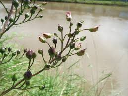 Attēlu rezultāti vaicājumam “Scrophularia nodosa leaf”