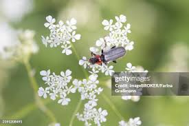 Attēlu rezultāti vaicājumam “Cantharis fusca larva”