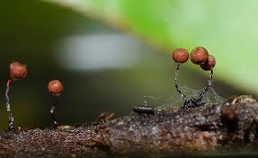 Attēlu rezultāti vaicājumam “Cribraria cancellata var. fusca”