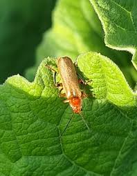 Attēlu rezultāti vaicājumam “Cantharis livida”