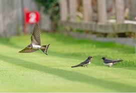 Image result for BUDLEIGH SALTERTON CROQUET CLUB