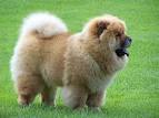 Chow Chow Pictures Information | Animals Guide