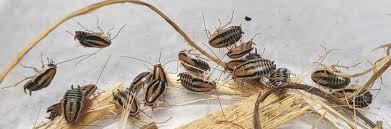 Attēlu rezultāti vaicājumam “Trichia contorta young”