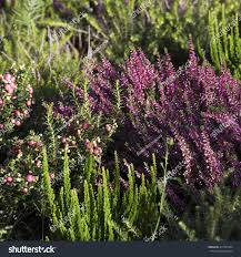 Attēlu rezultāti vaicājumam “Empetraceae”