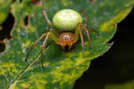 Attēlu rezultāti vaicājumam “Araniella”